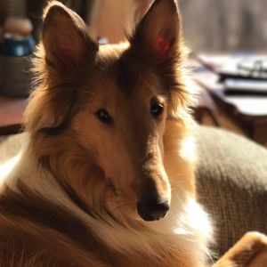 Meet your Posher, Janet